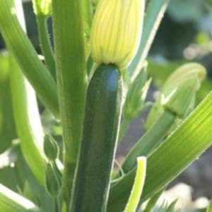 Courgette longue