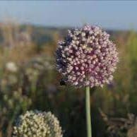 Bouquet bouton de poireaux