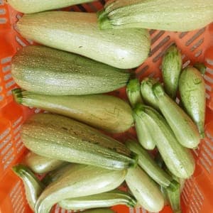 Courgette jaune ou verte