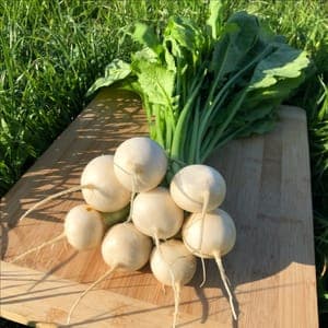 Navets "Rabiole" frais en botte