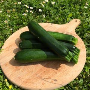 Courgette verte