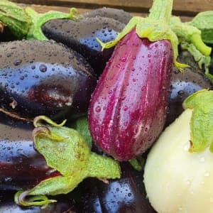 Aubergines