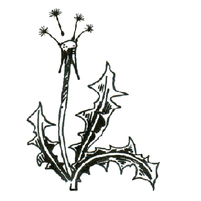 Logo de L' ENVOL DU PISSENLIT. Amap de la rainette