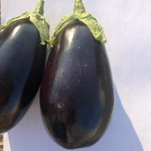 Aubergine