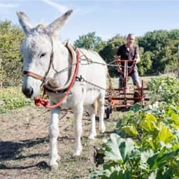 La p'tite ferme pays'ânes  #1