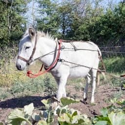 La p'tite ferme pays'ânes  #2