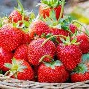 Fraises 
