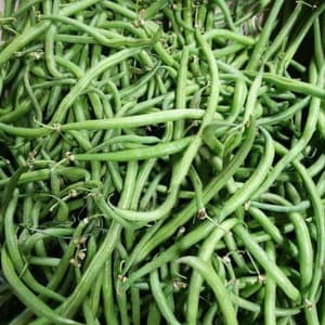 haricot vert