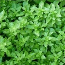 Plants