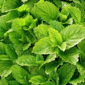Plants