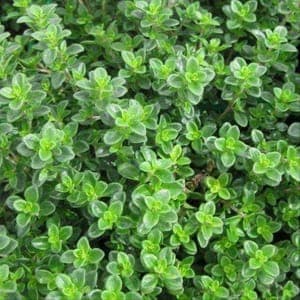 Plants