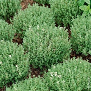 Plants
