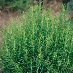 Plants