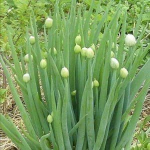 Plants