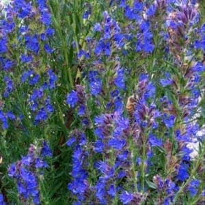 Plants