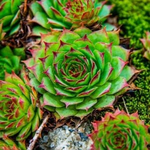 Plants