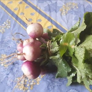 Navet de printemps (botte).  (OUVRIR L'ARTICLE POUR AVOIR ACCES A LA FICHE RECETTE)