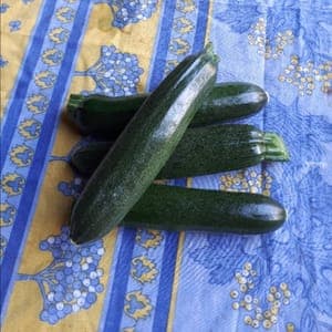 Courgette