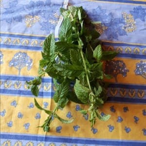 Menthe (bouquet)