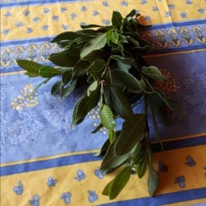 Laurier (bouquet)