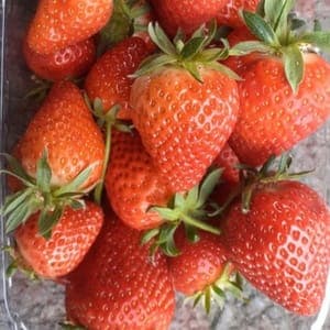 Fraises à confiture 5kg