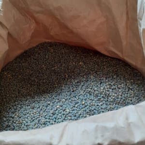 lentilles  vertes