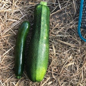 courgettes
