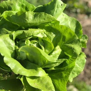 salade