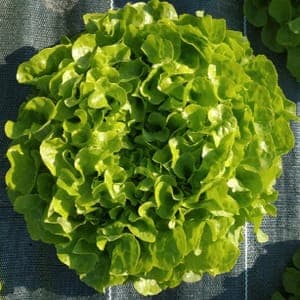 Salade