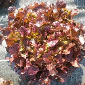 Salade