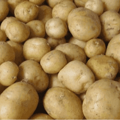 POMME DE TERRE NOUVELLE