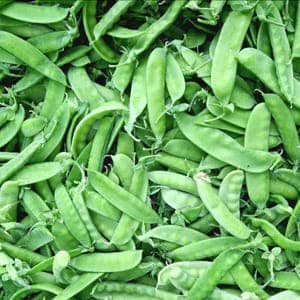 Pois Gourmands / Pois mange-tout