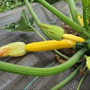 Mix courgettes jaunes et vertes