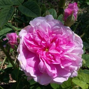 Rosier de Damas "Ispahan"