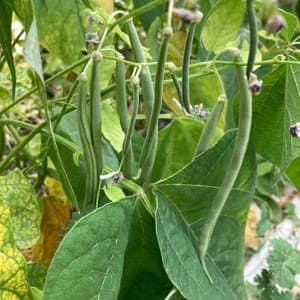 Haricots