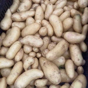 Pdt Pomme de terre NOUVELLE AMANDINE ou ANABELLE
