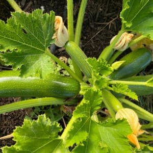 Courgettes vertes