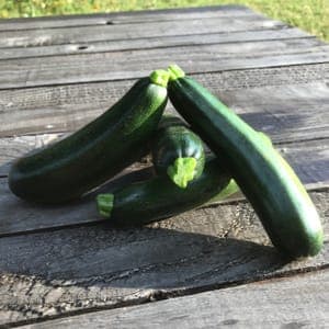 Courgette Verte Celeste