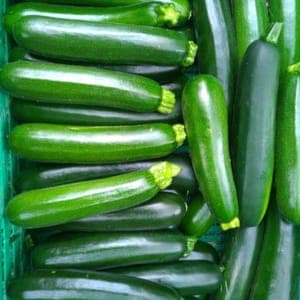 Courgette verte