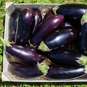 Aubergines