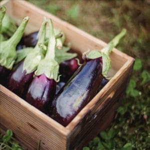 Aubergine violette