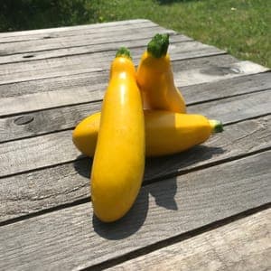Courgette Jaune Lingodor