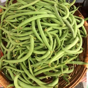 Haricot vert