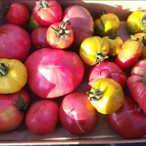 Tomates variété ancienne