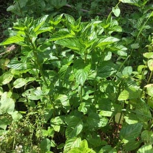 Bouquet de basilic perpétuel