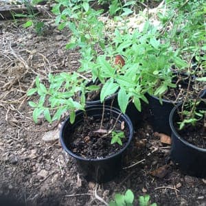 Plant de verveine citronnée