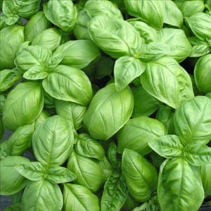 Aromatique