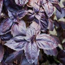 Aromatique