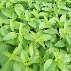 Aromatique