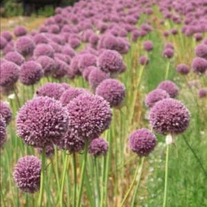 Aromatique
